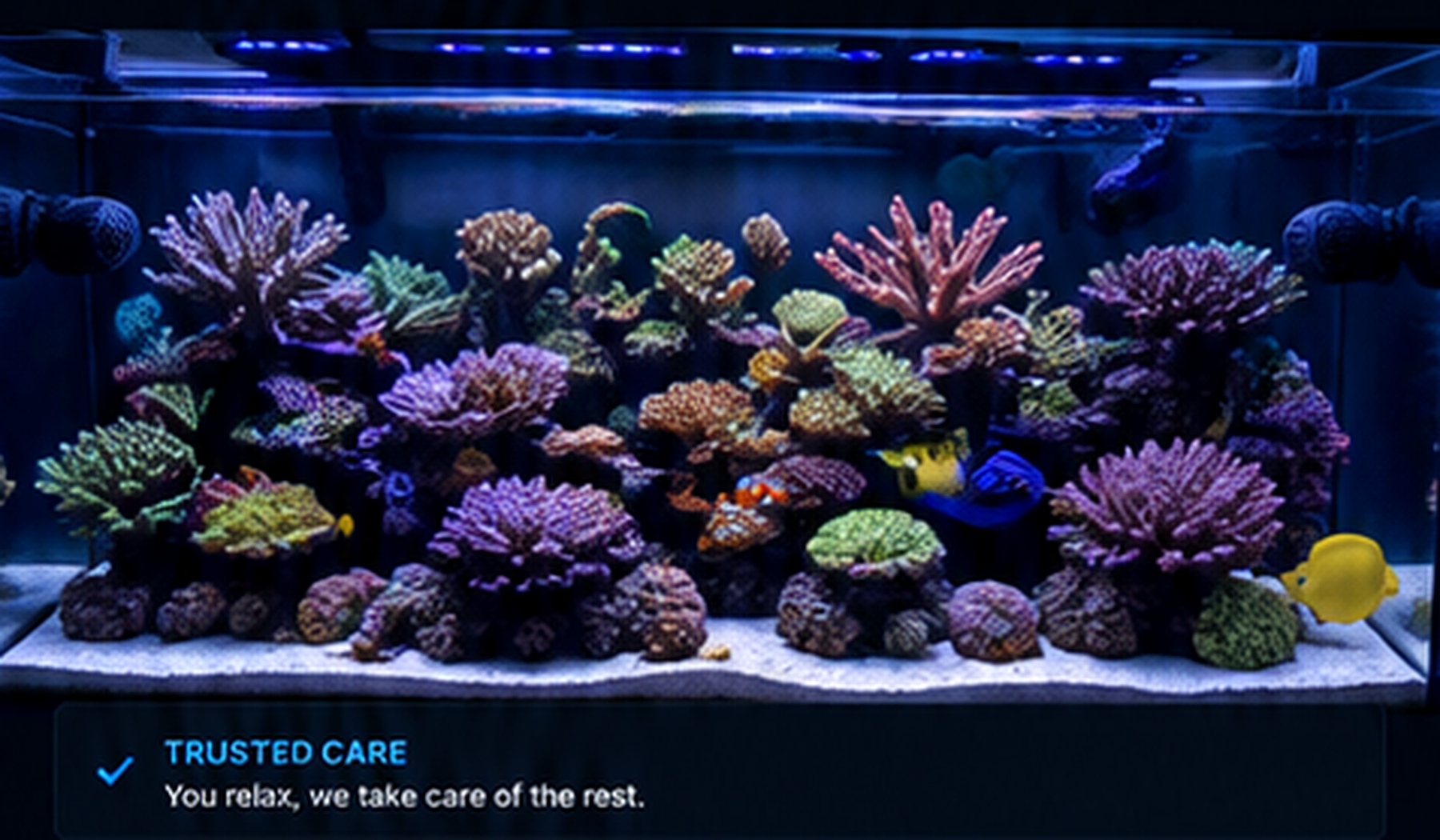 Colorful reef aquarium under blue lighting